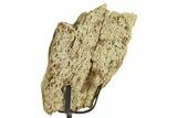 Fossil Triceratops Limb Section w/ Metal Stand - South Dakota #363591-2
